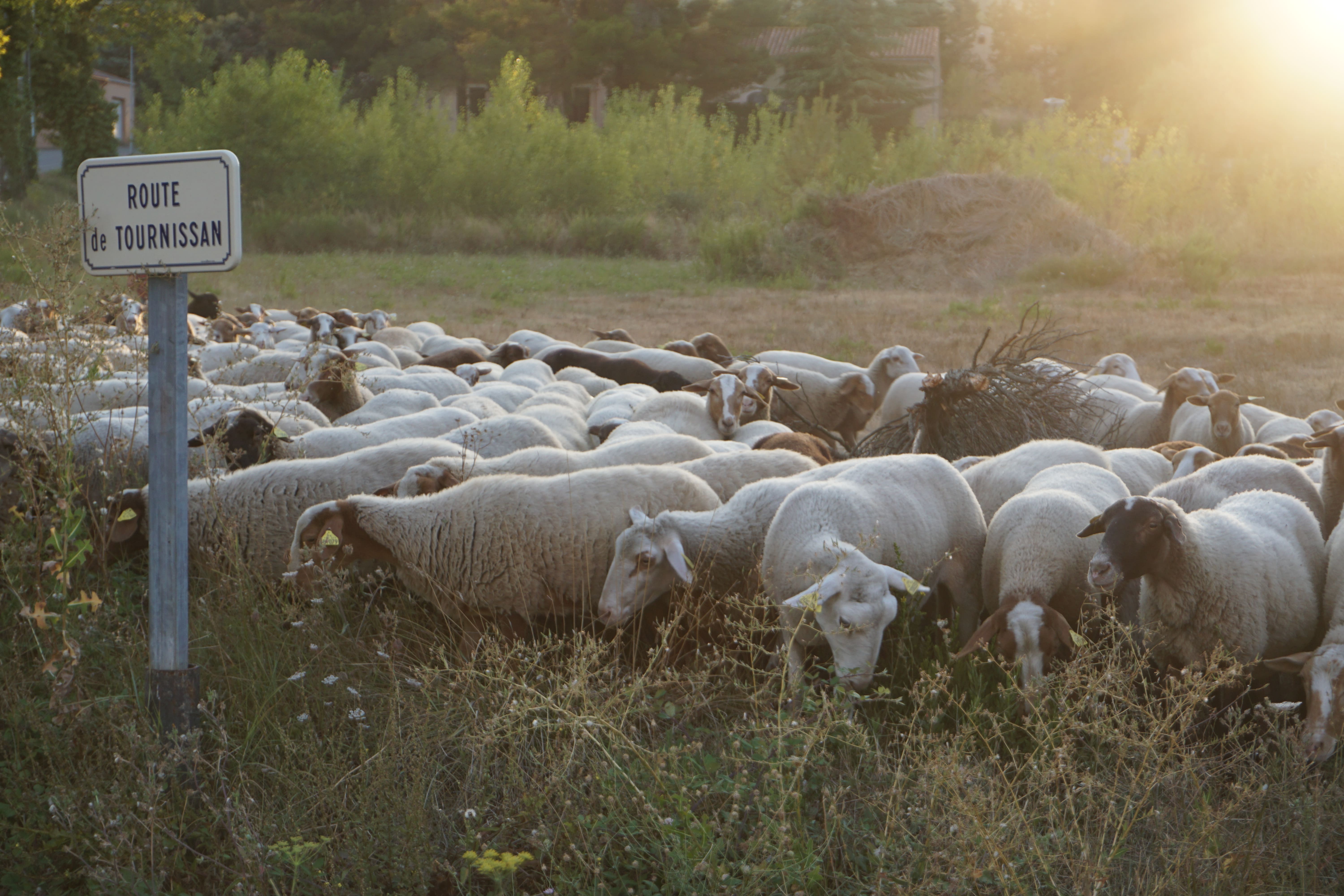 Photo de Magali Blanc - troupeau de moutons à Talairan