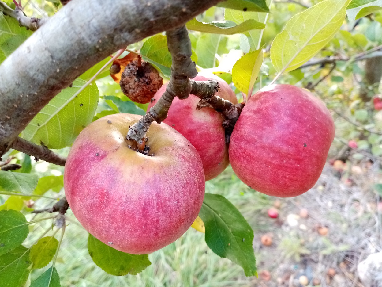 pommes d'automne