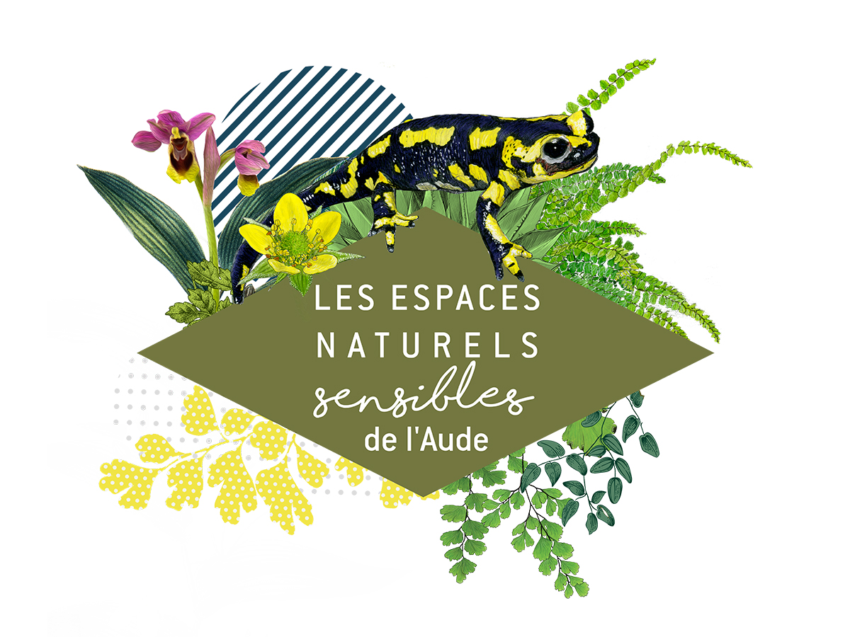 Visuel Ens