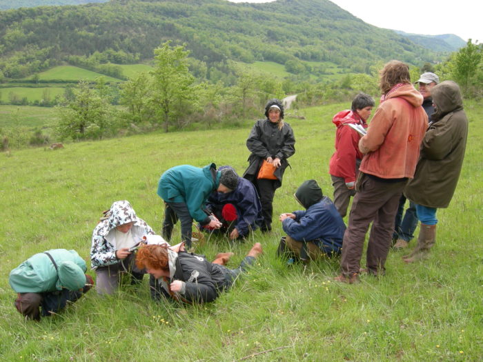 groupe plantes en exterieur 