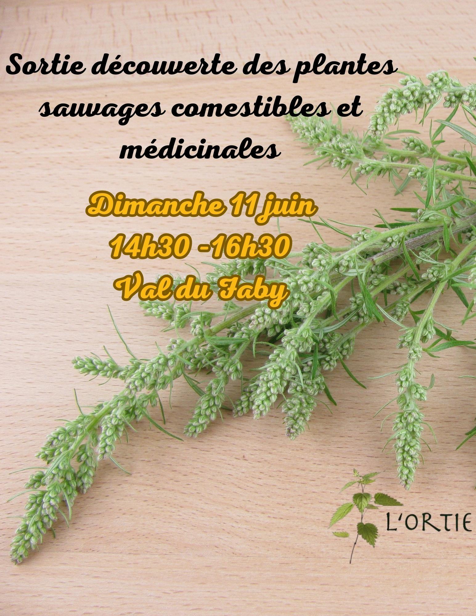 Sortie découverte des plantes comestibles et médicinales