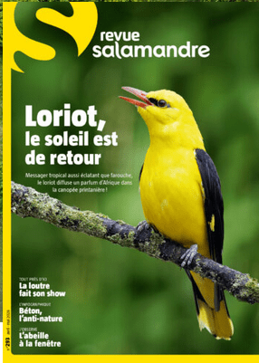 salamandre 293